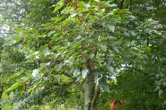 Image of Acer caudatifolium