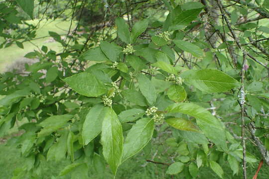 Sivun Ilex serrata Thunb. kuva