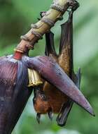 Image of Indian Flying Fox