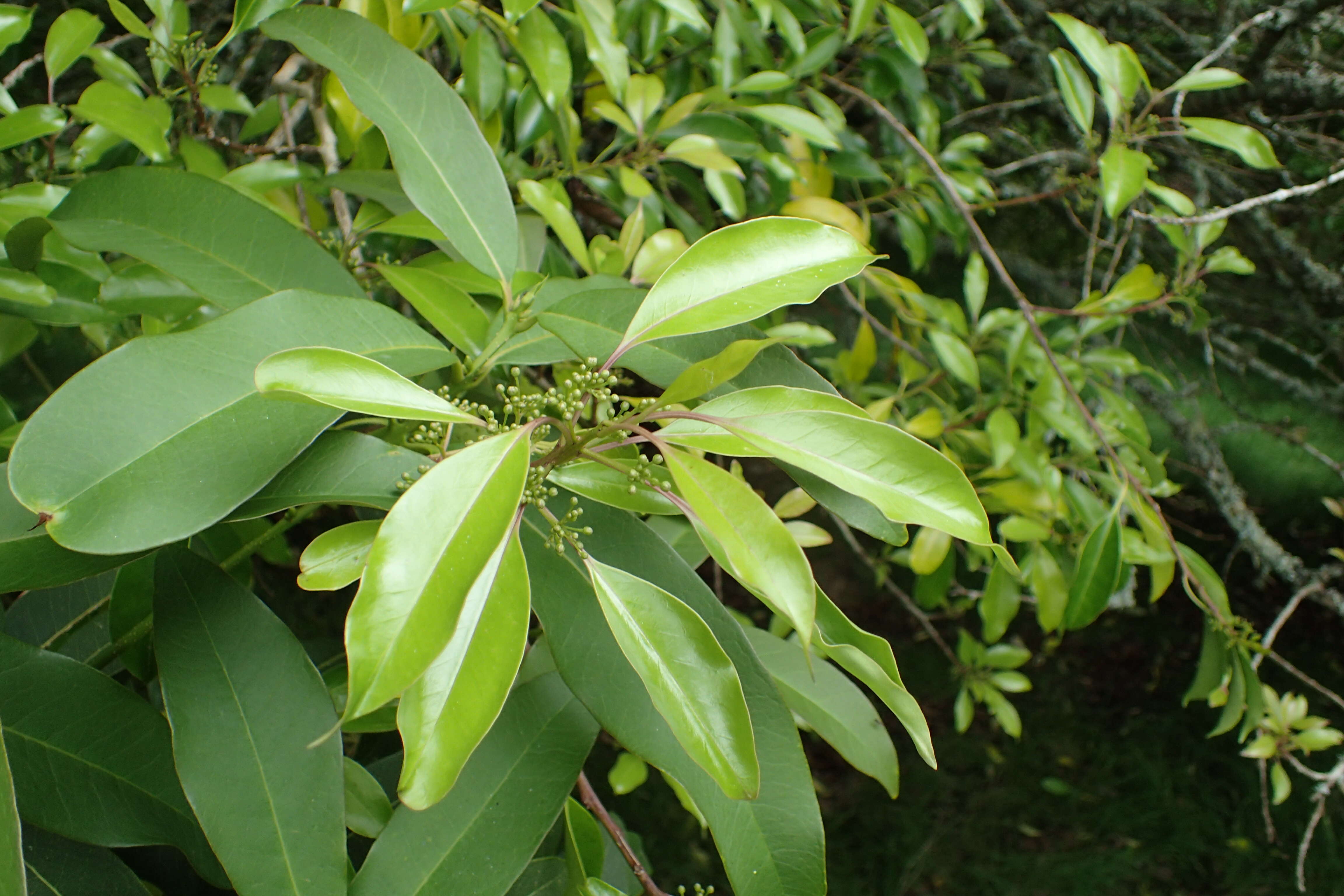 Ilex rotunda Thunb. resmi