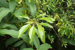 Image of Kurogane holly