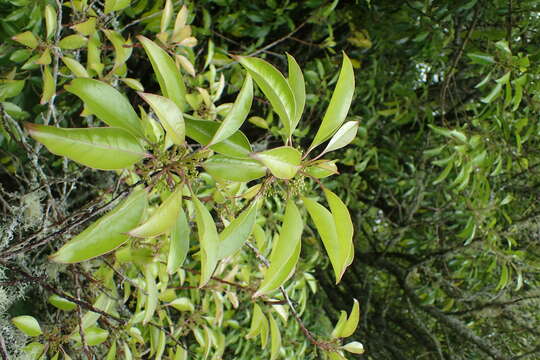 Image of Kurogane holly