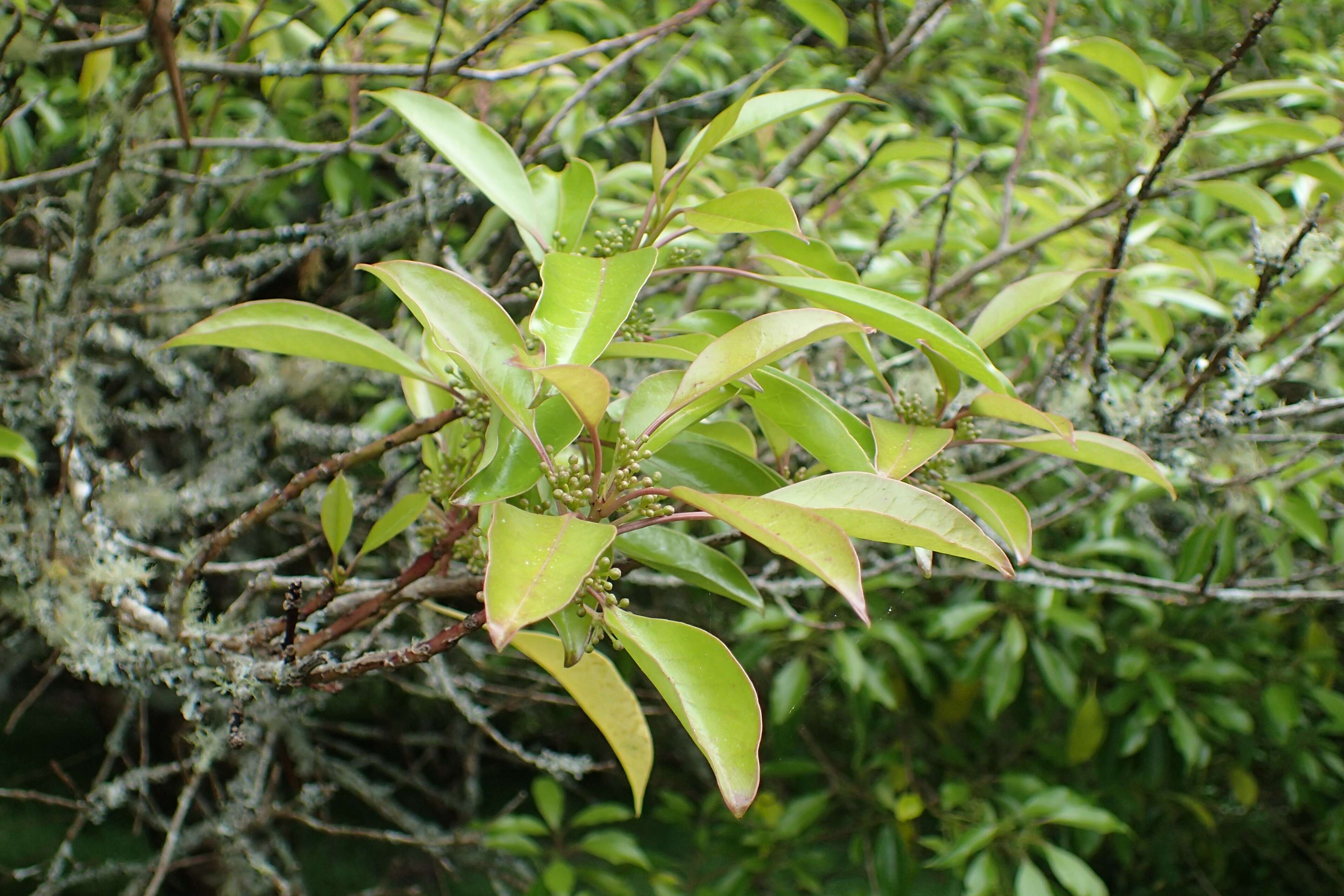 Image of Kurogane holly