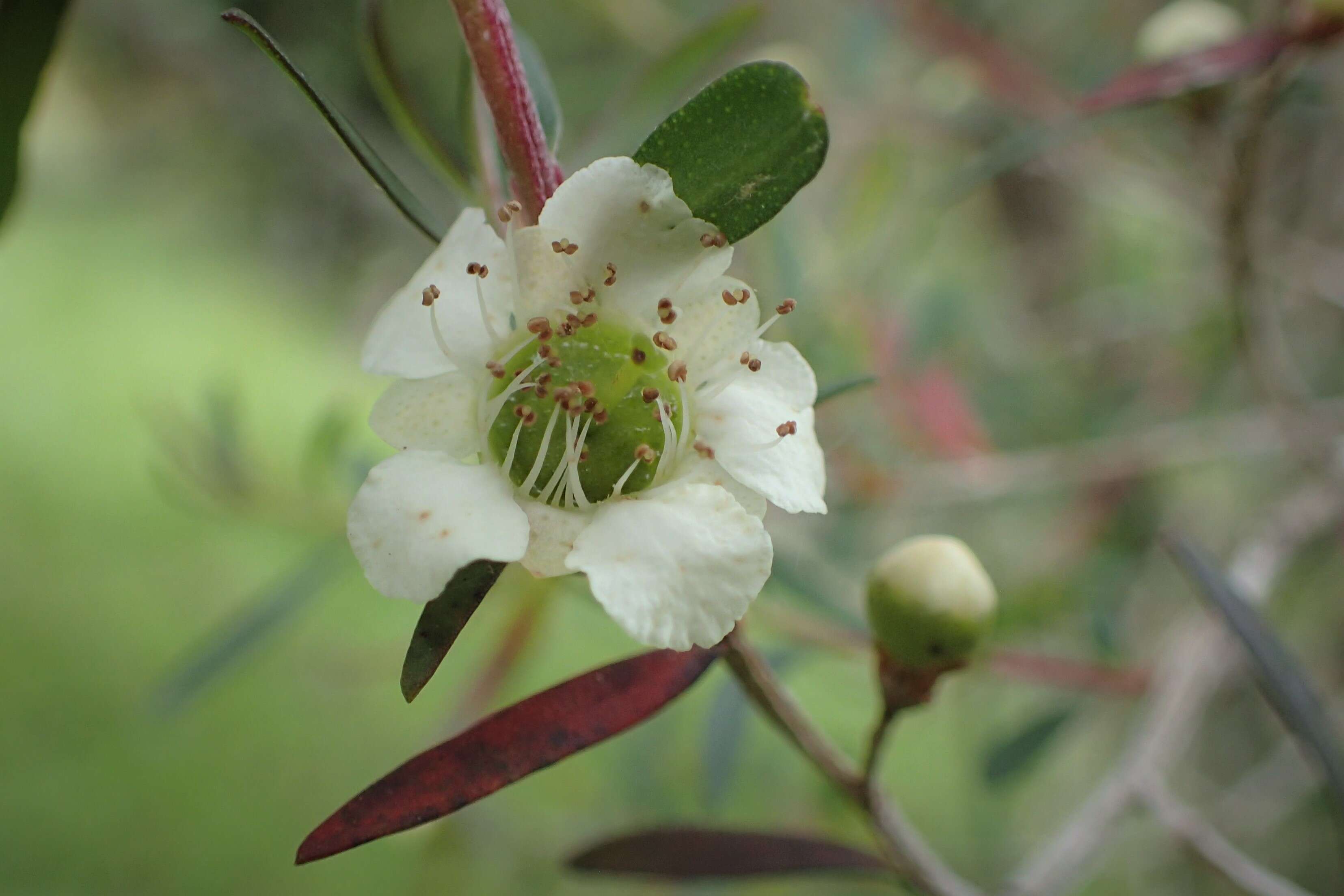 Image of Pink Tea Tree