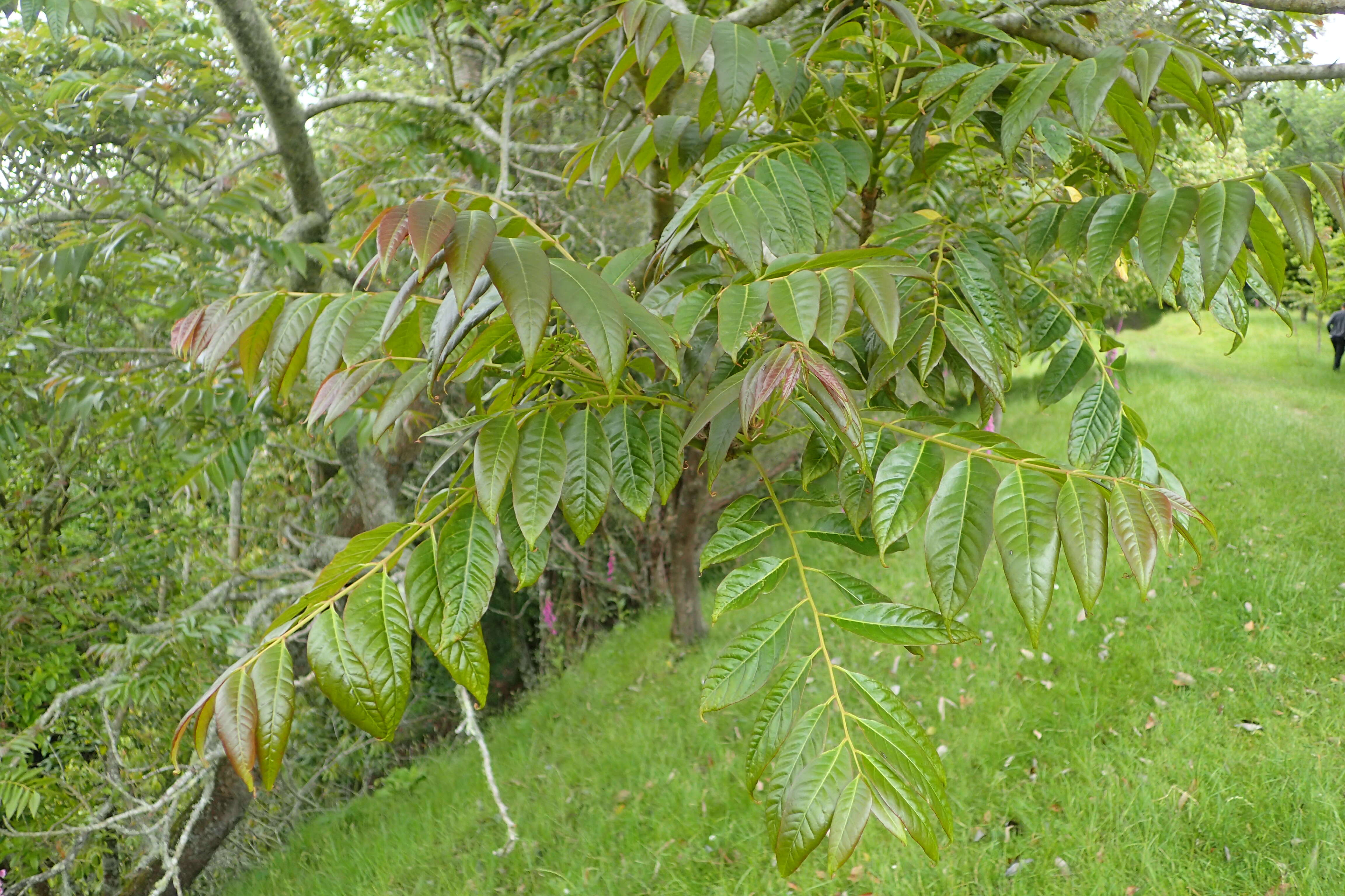 Image of Indian Mahogany