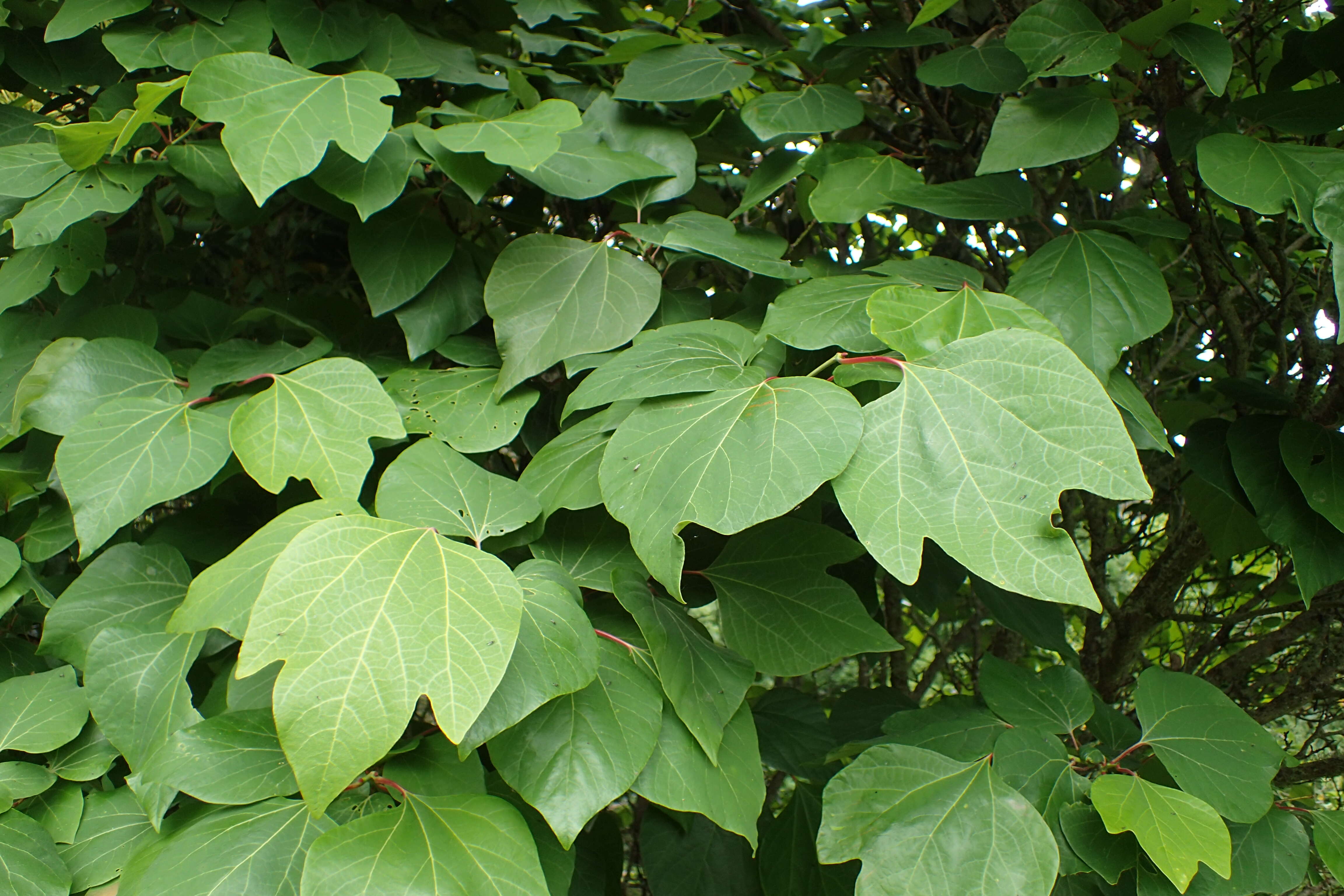 Image of Lindera obtusiloba Bl.