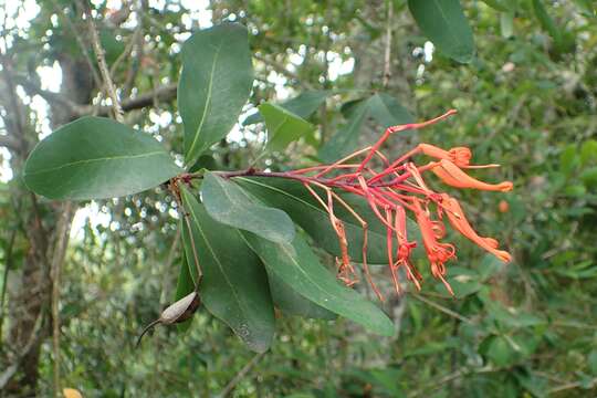 Imagem de Embothrium coccineum J. R. Forster & G. Forster