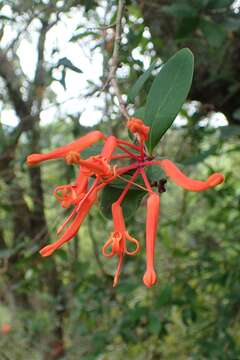 Image of Chilean firebush