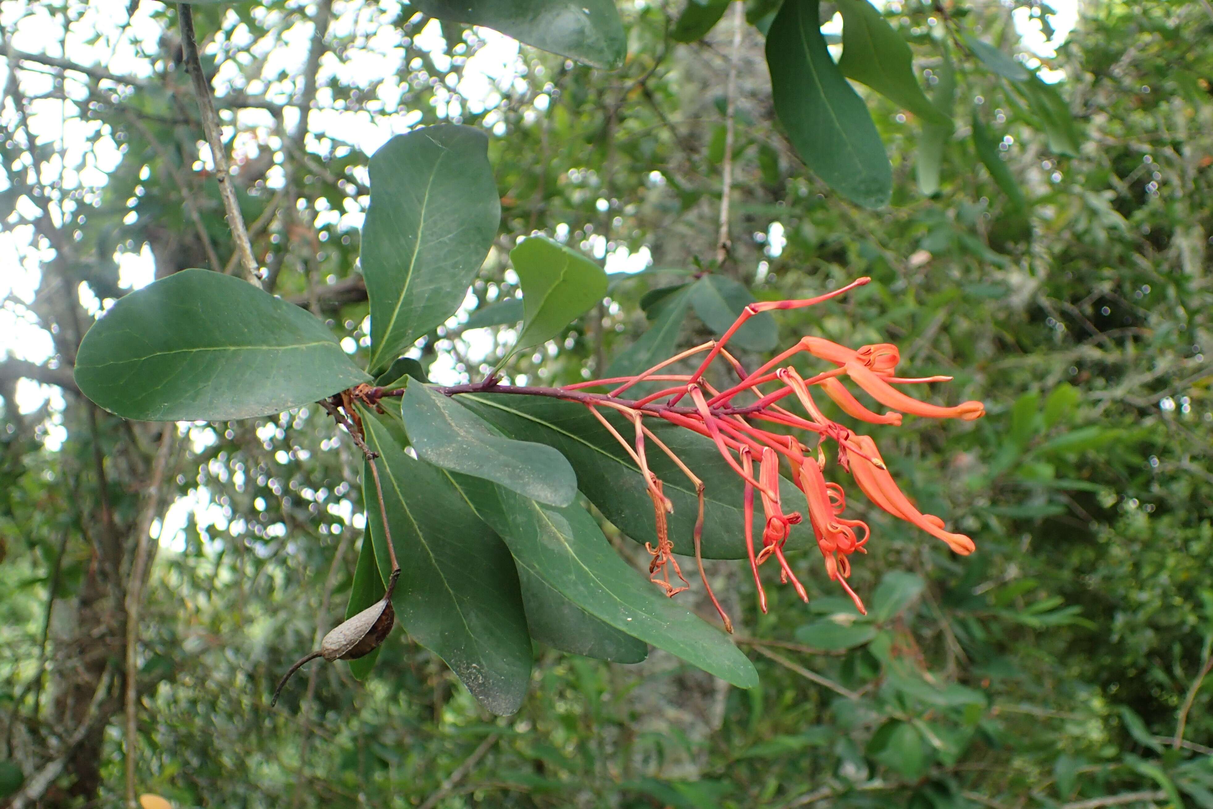 Слика од Embothrium coccineum J. R. Forster & G. Forster