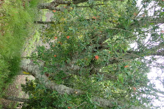 Image of Chilean firebush