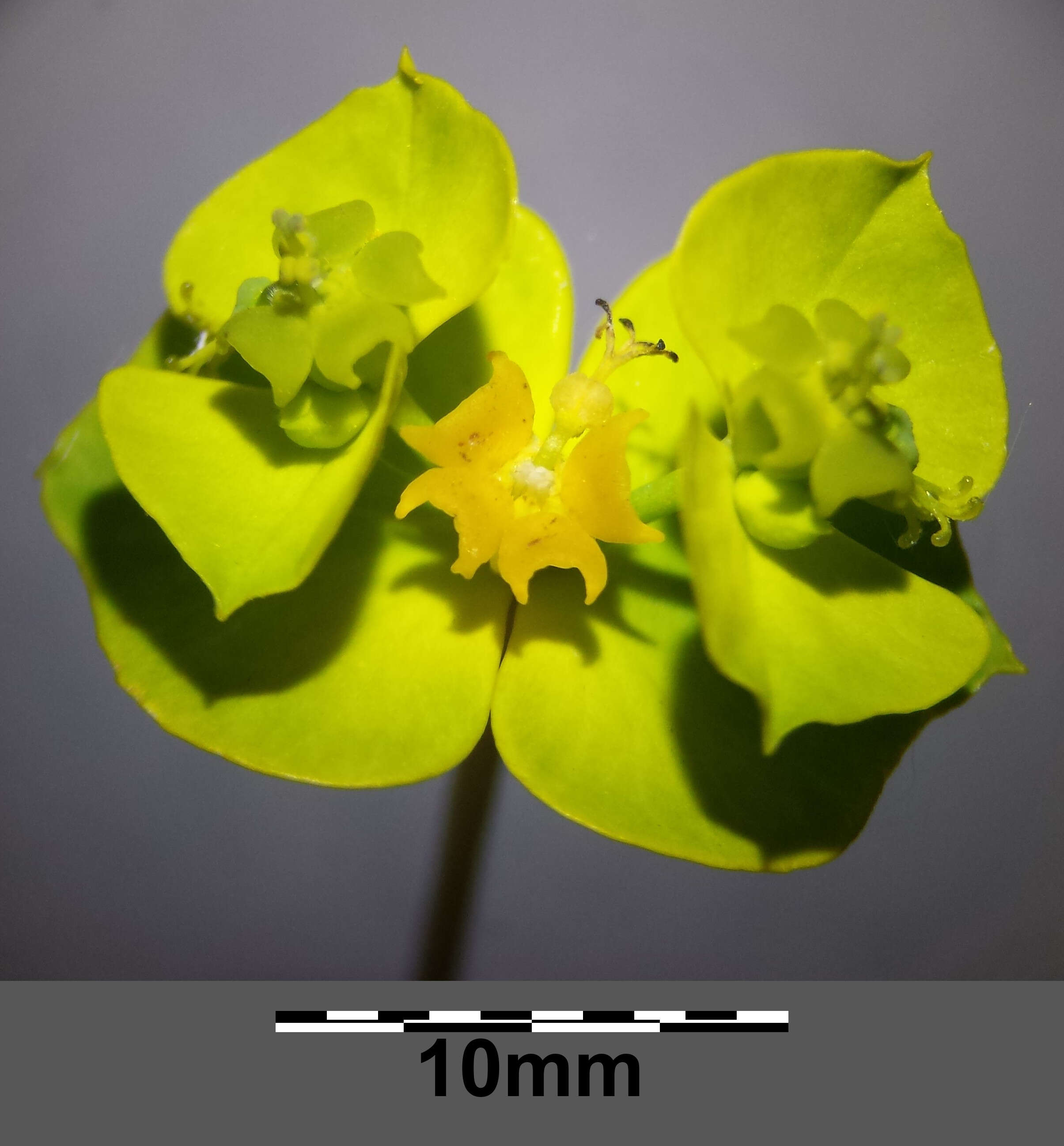 Image of leafy spurge