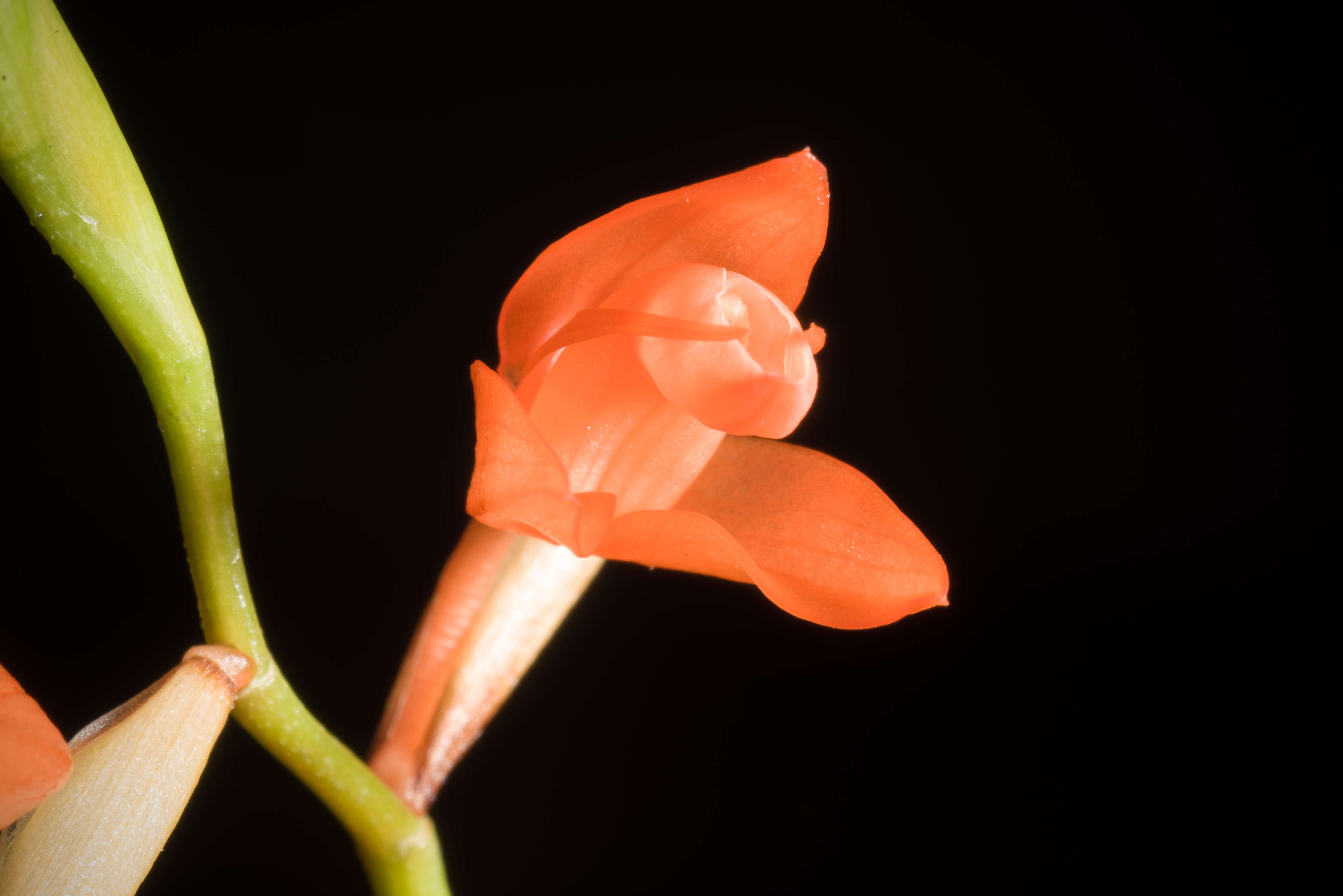 Image of Coelogyne miniata (Blume) Lindl.