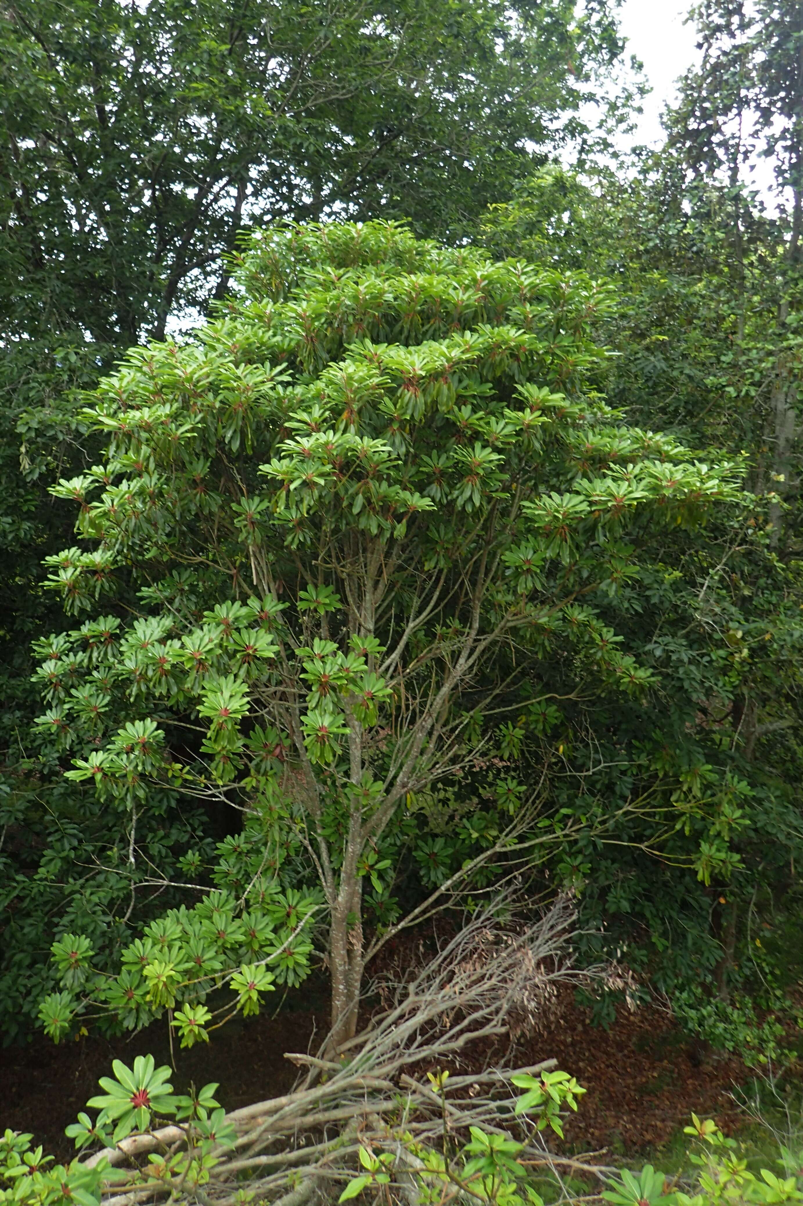 Imagem de Daphniphyllum macropodum Miq.