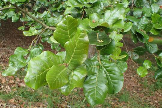 Image of Brown Oak