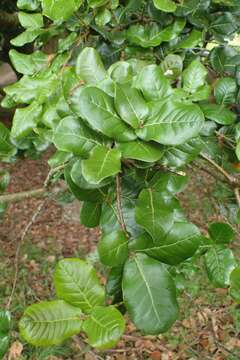 Image of Brown Oak