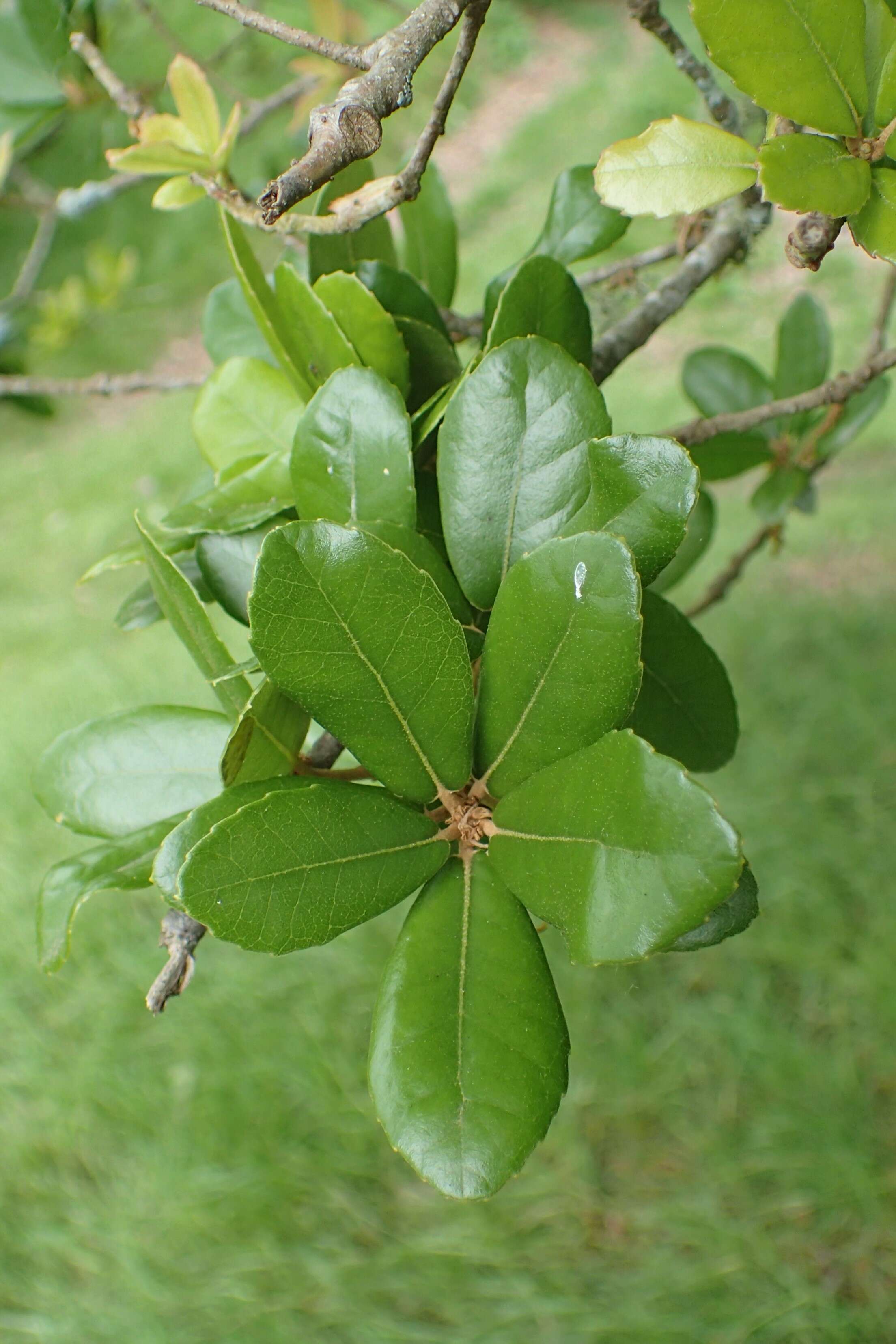 Sivun <i>Quercus phillyraeoides</i> kuva