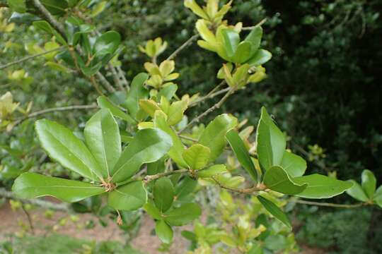 Image of <i>Quercus phillyraeoides</i>