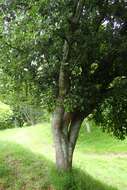 صورة <i>Quercus phillyraeoides</i>