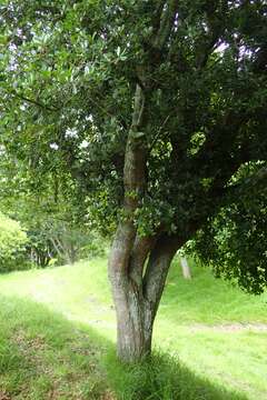 Image of <i>Quercus phillyraeoides</i>