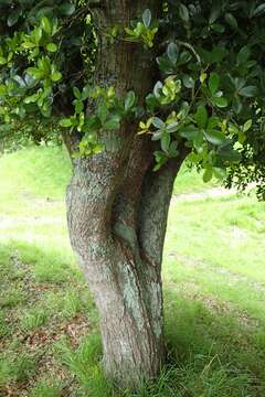 Image of <i>Quercus phillyraeoides</i>