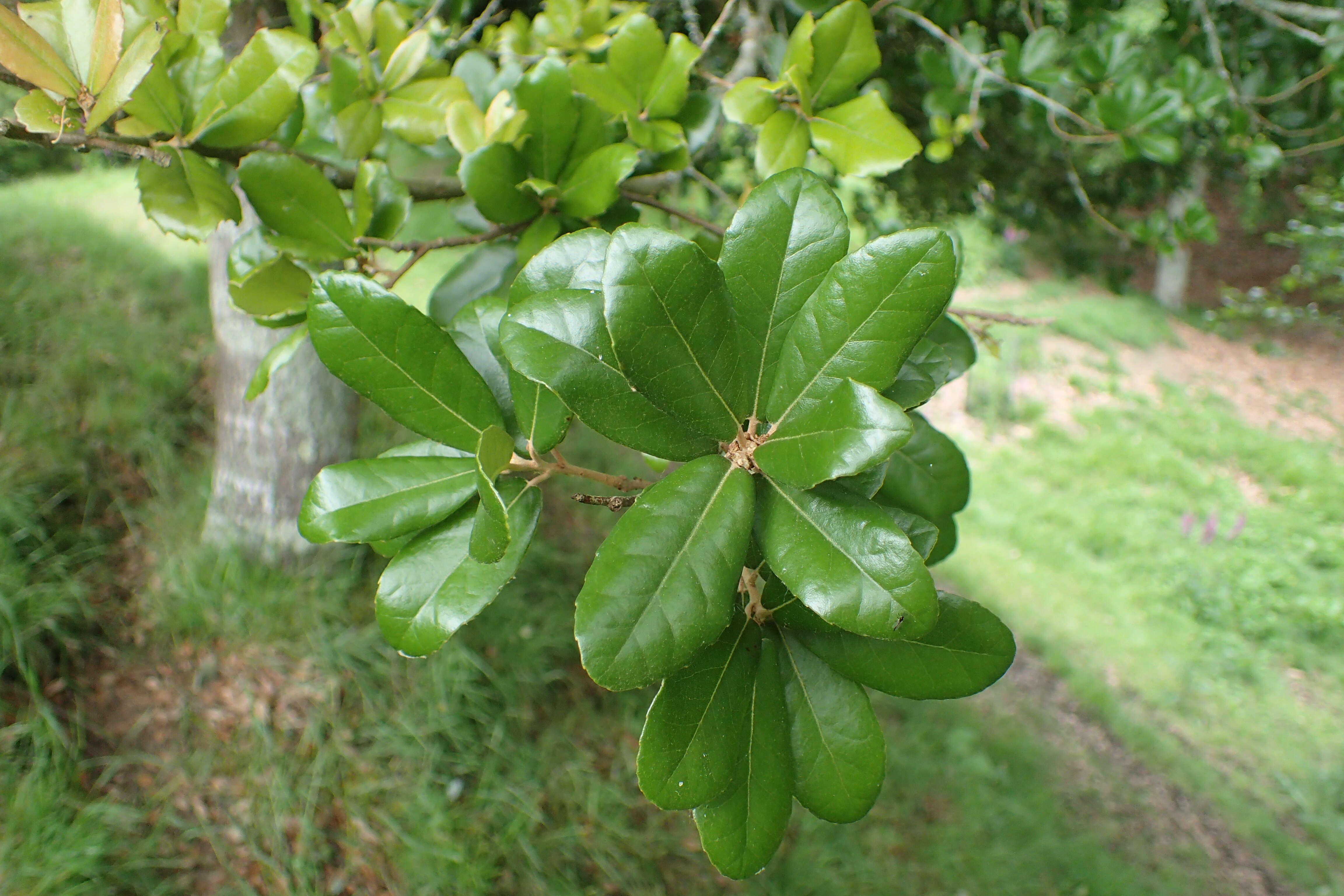 Imagem de <i>Quercus phillyraeoides</i>