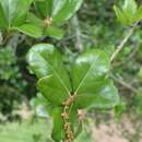 Sivun <i>Quercus phillyraeoides</i> kuva