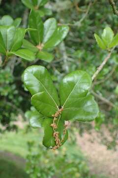 صورة <i>Quercus phillyraeoides</i>