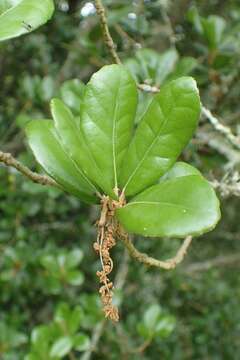 Image of <i>Quercus phillyraeoides</i>