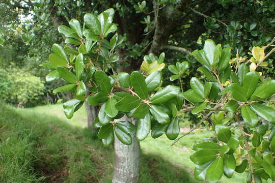 Image of <i>Quercus phillyraeoides</i>