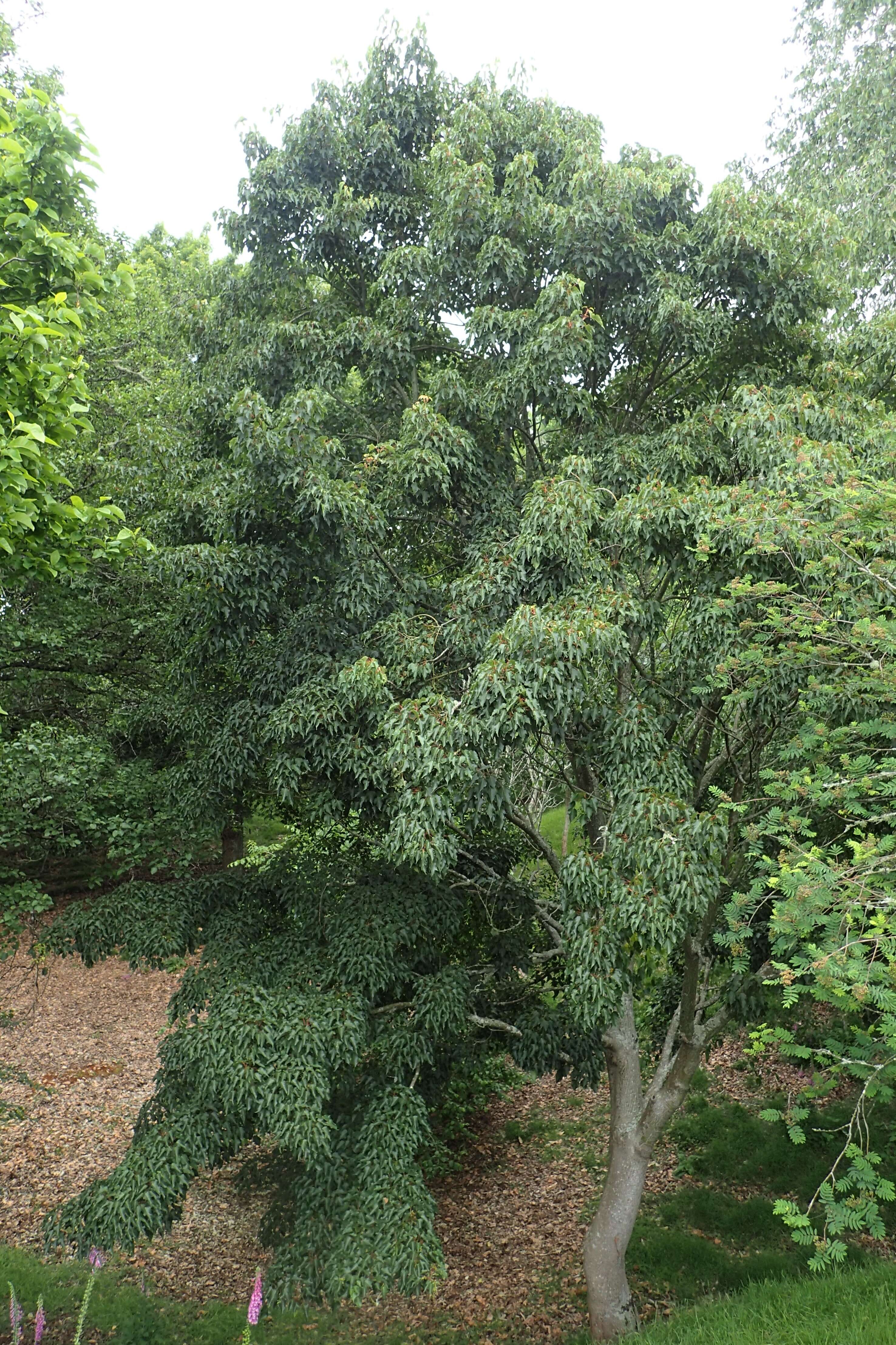 Image of Acer caudatifolium