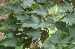 Image of Acer caudatifolium