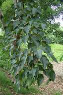 Image of Acer caudatifolium