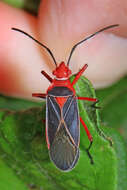 Image of Cotton Stainer