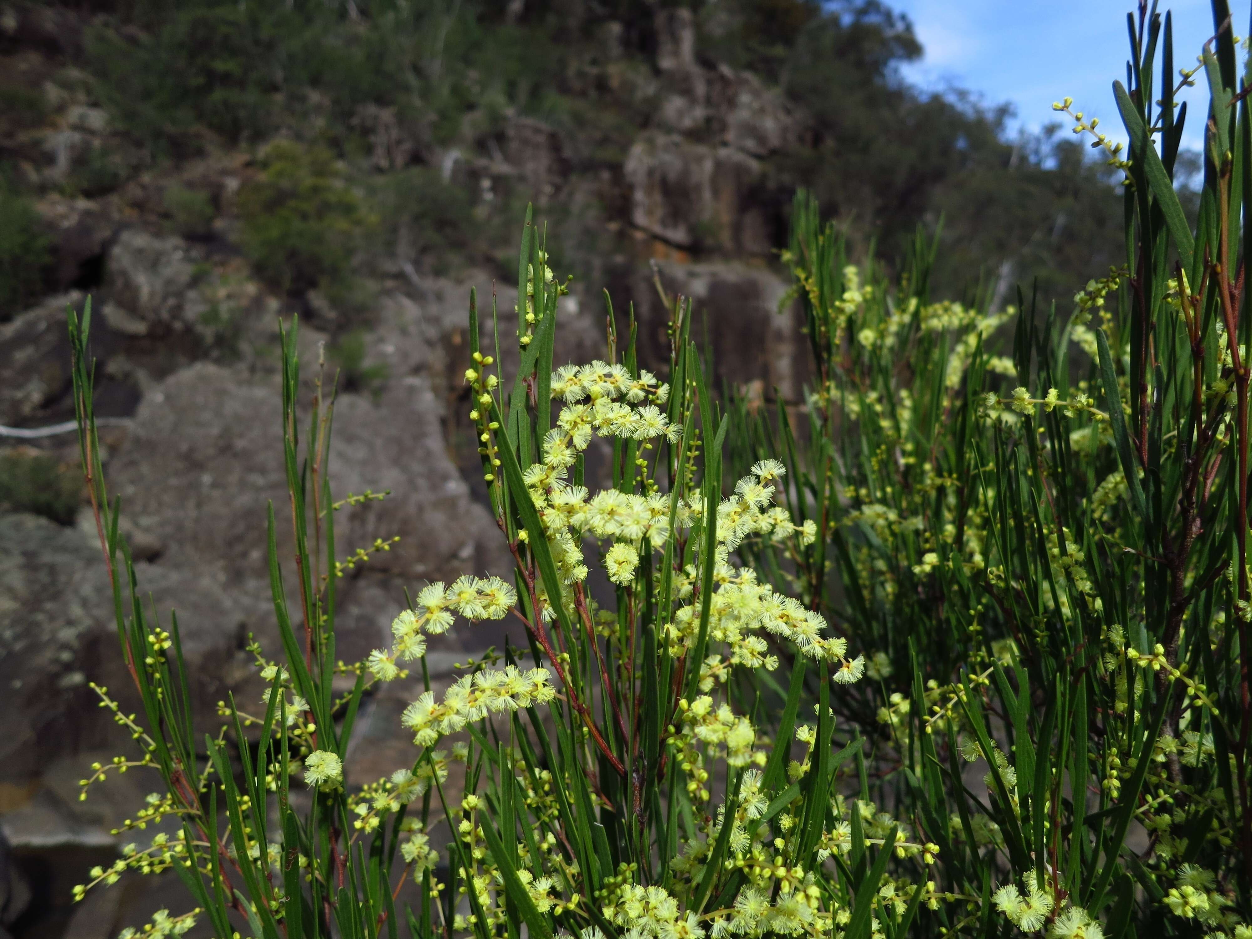 Imagem de Acacia mucronata Willd. ex H. L. Wendl.