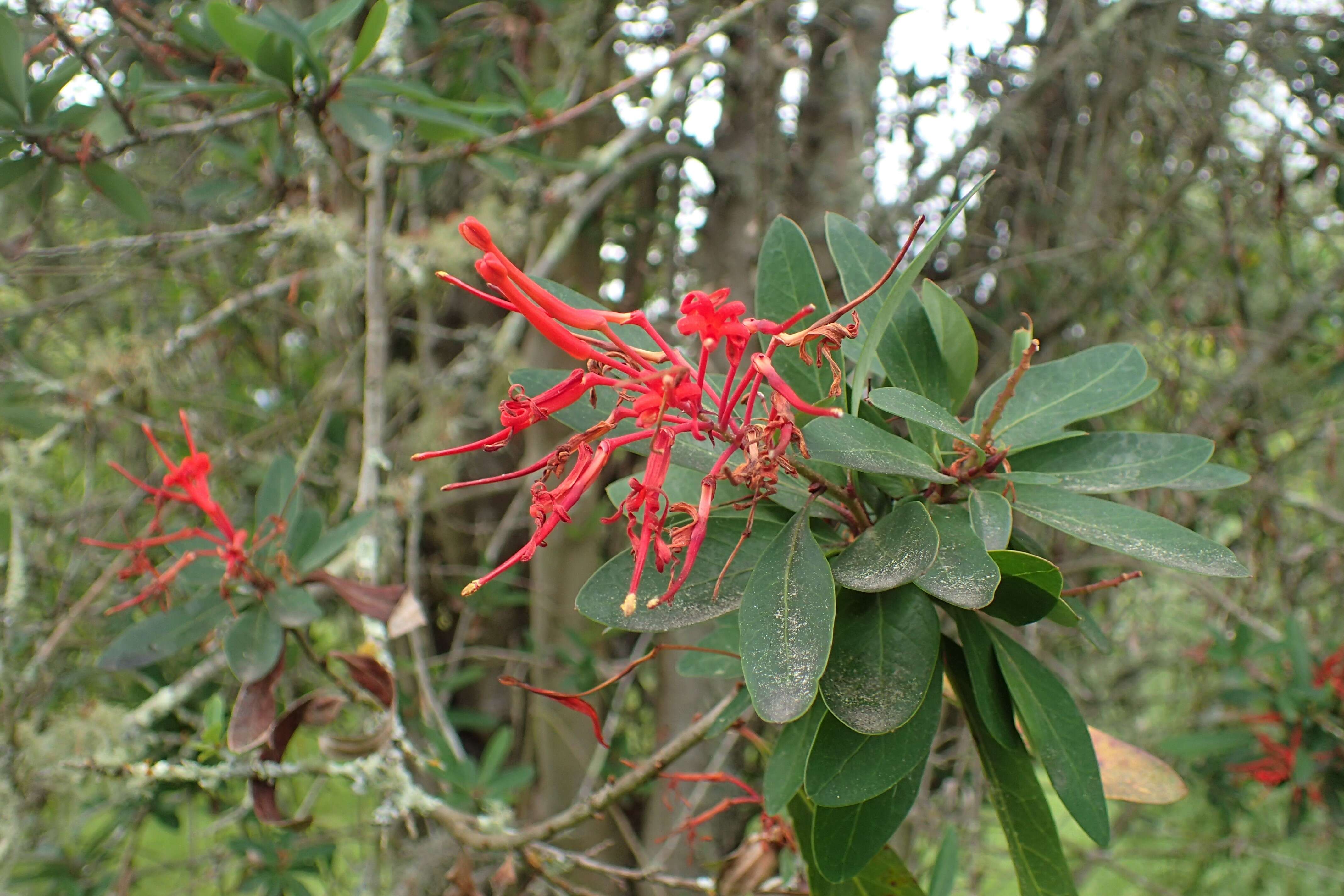 Imagem de Embothrium coccineum J. R. Forster & G. Forster