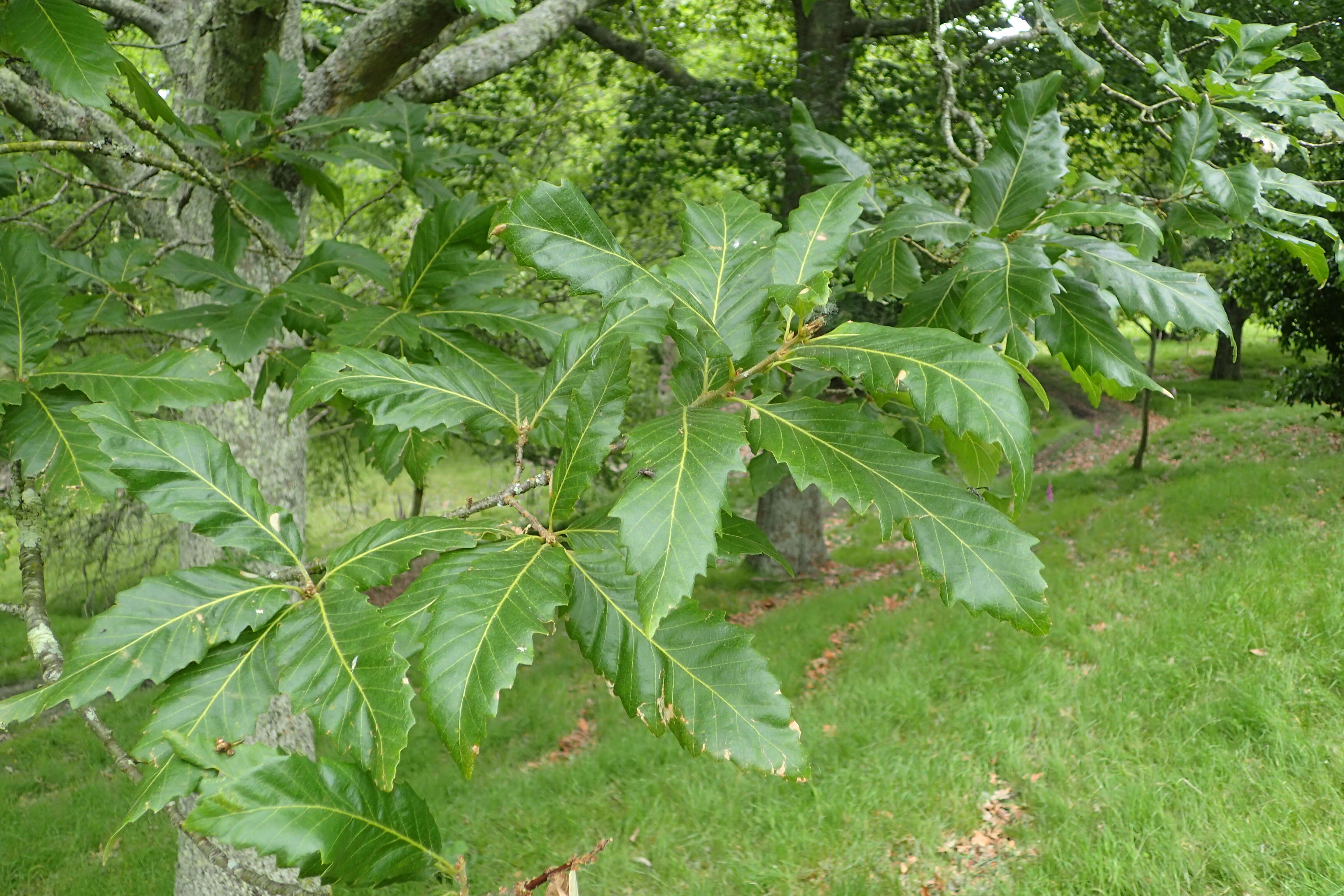 Image of Chestnut-leaved Oak