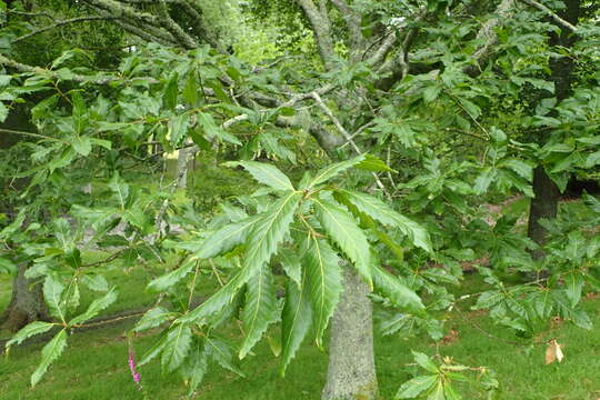 Image of Chestnut-leaved Oak