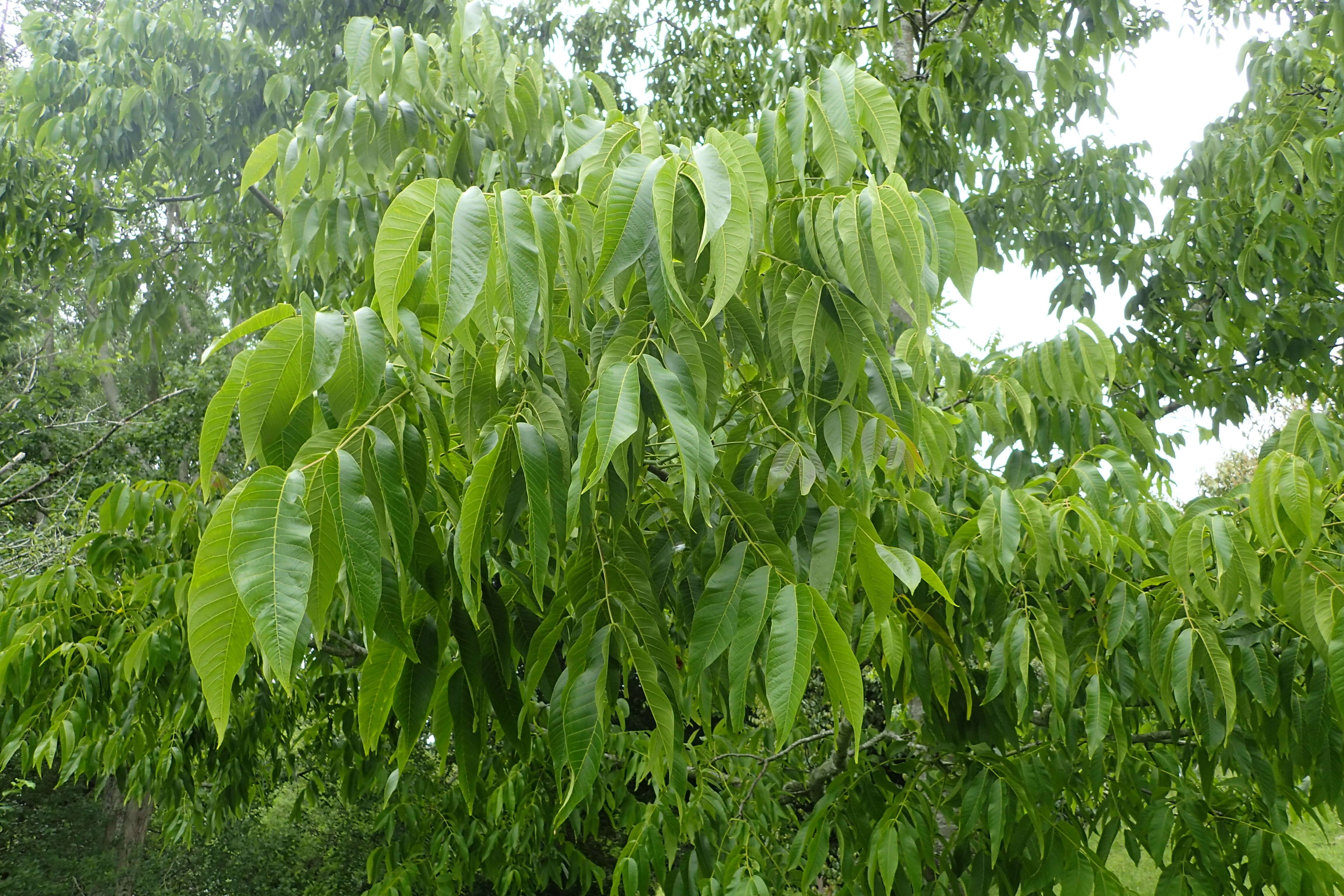 Image of Common walnut