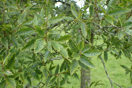 Imagem de Quercus libani G. Olivier