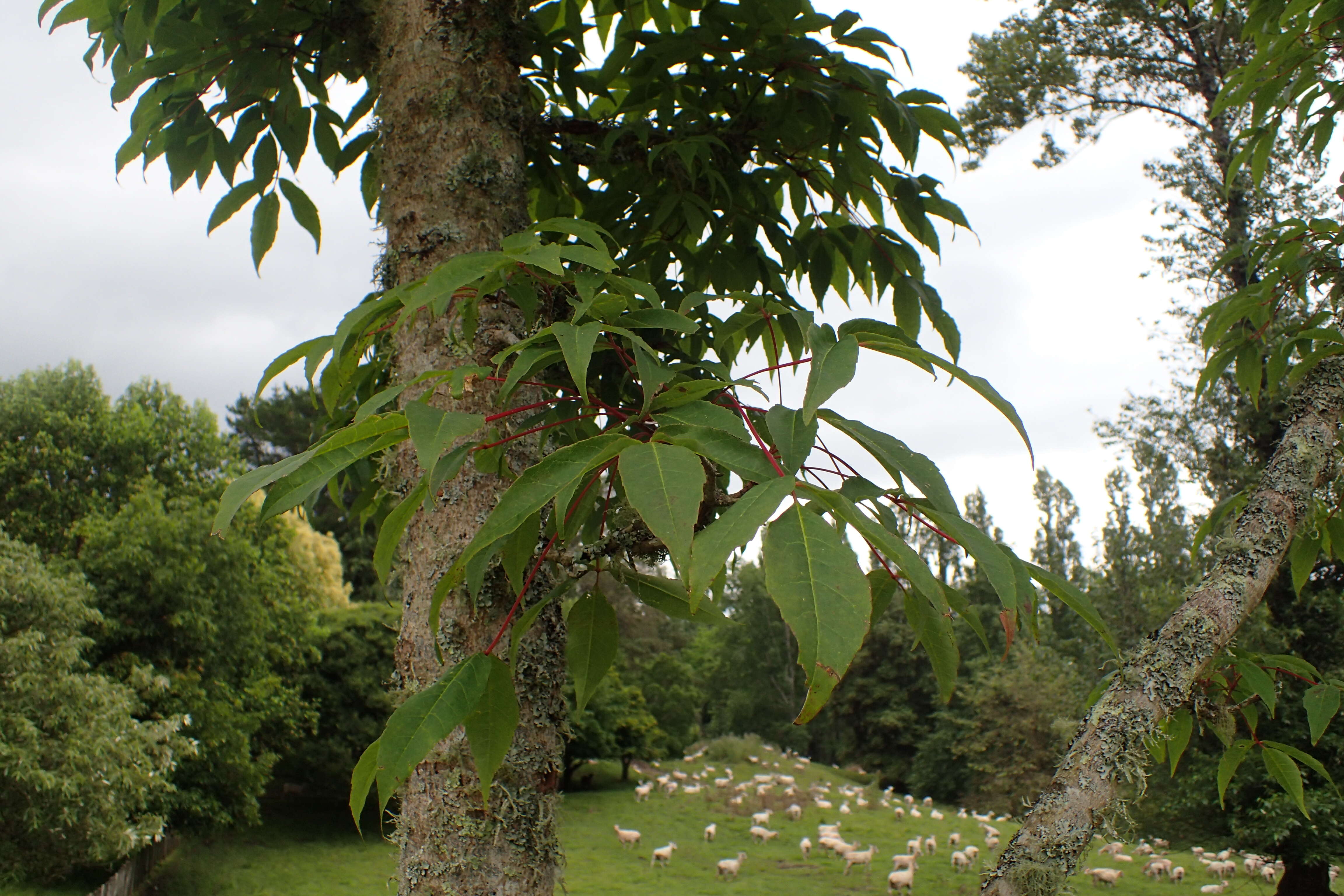 Plancia ëd Acer mandshuricum Maxim.