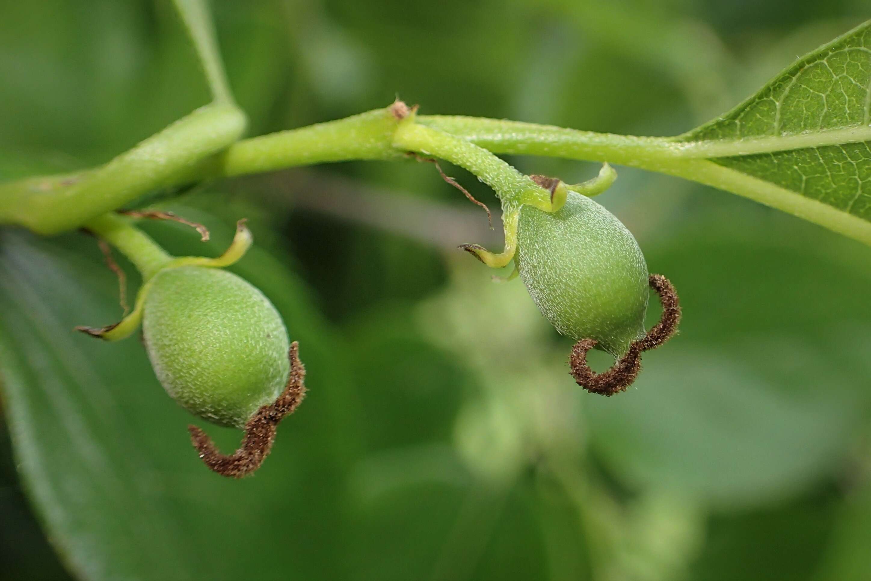 Image de Aphananthe aspera (Thunb.) Planch.