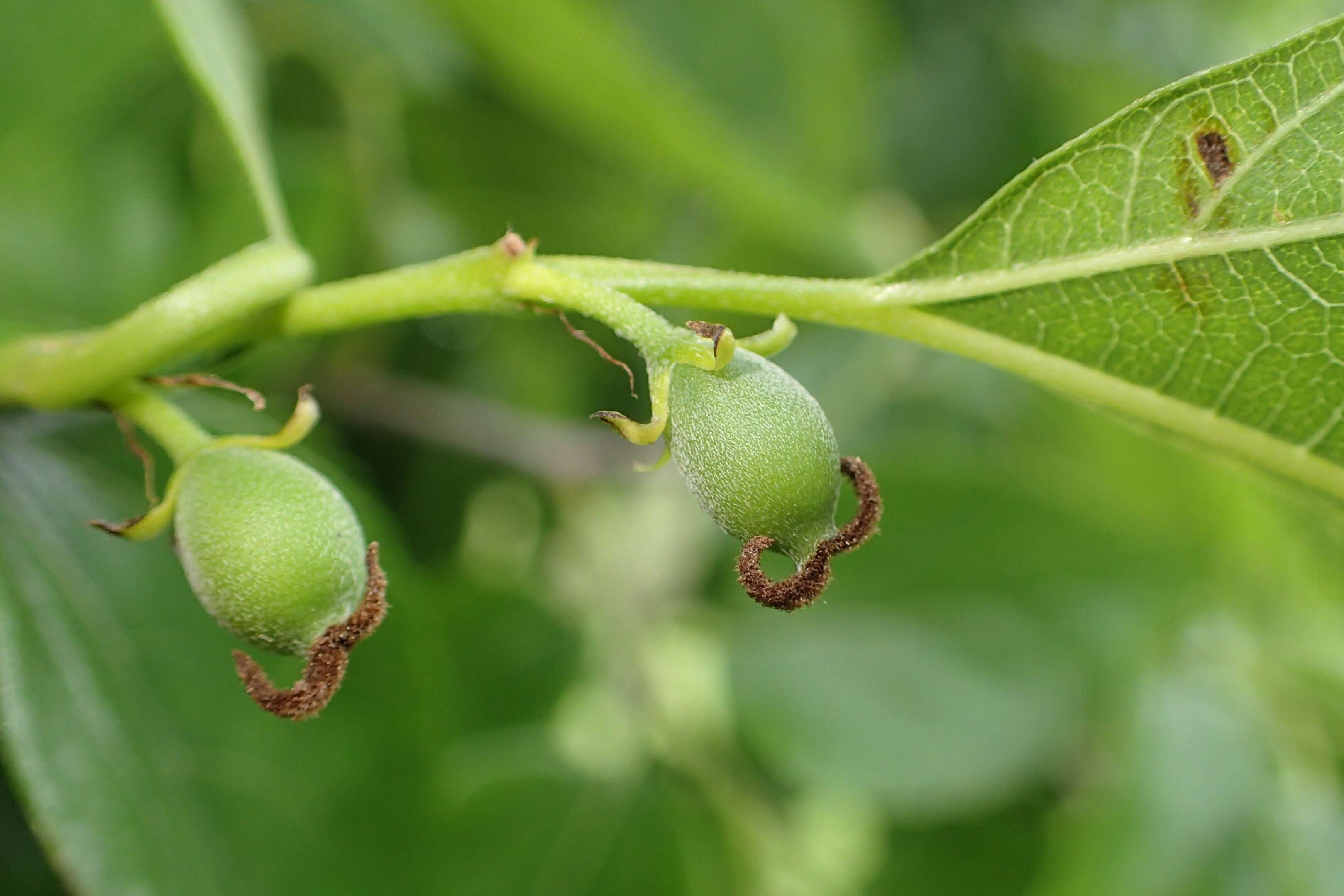 Image de Aphananthe aspera (Thunb.) Planch.