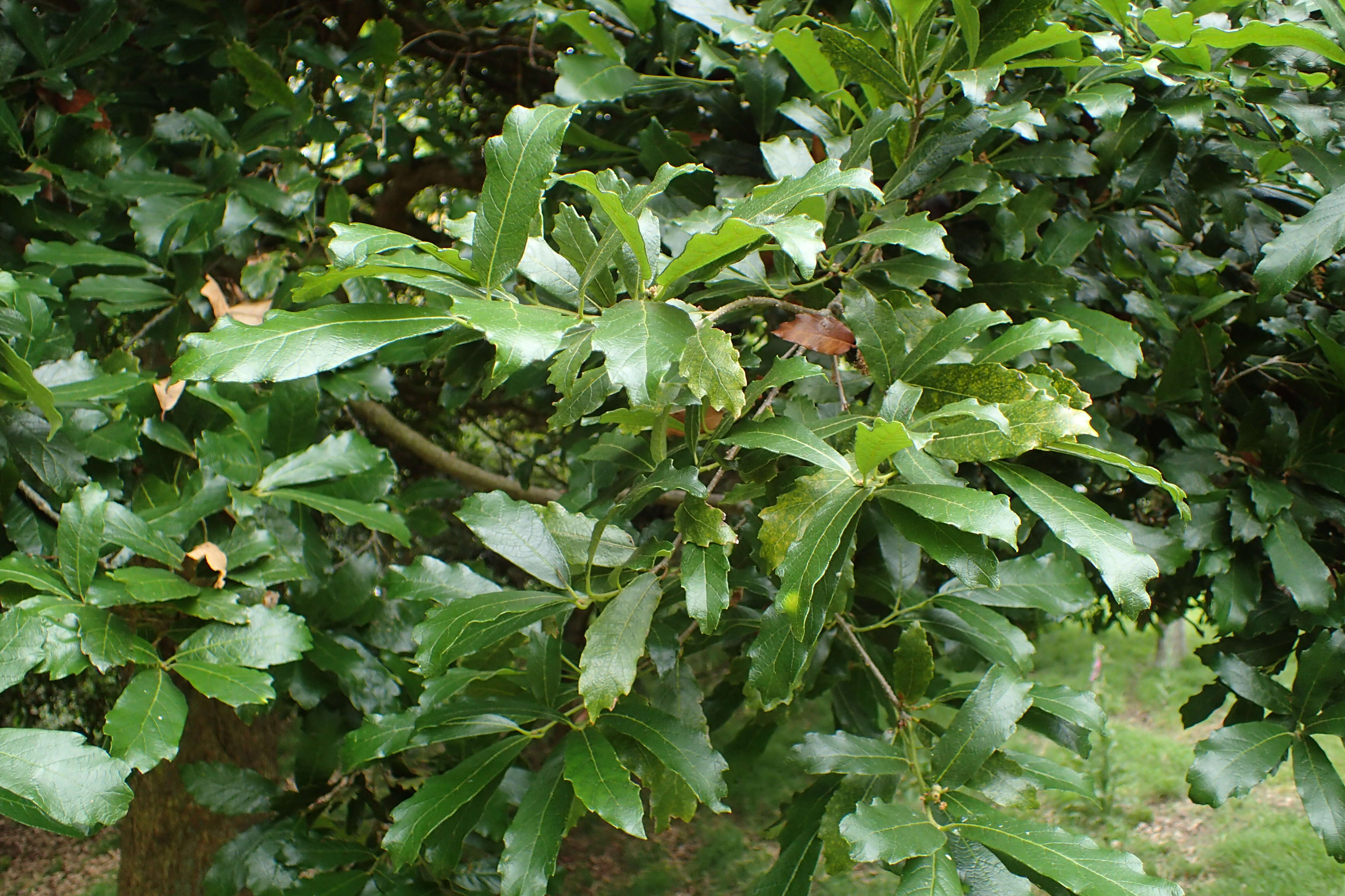 Слика од Quercus glabrescens Benth.