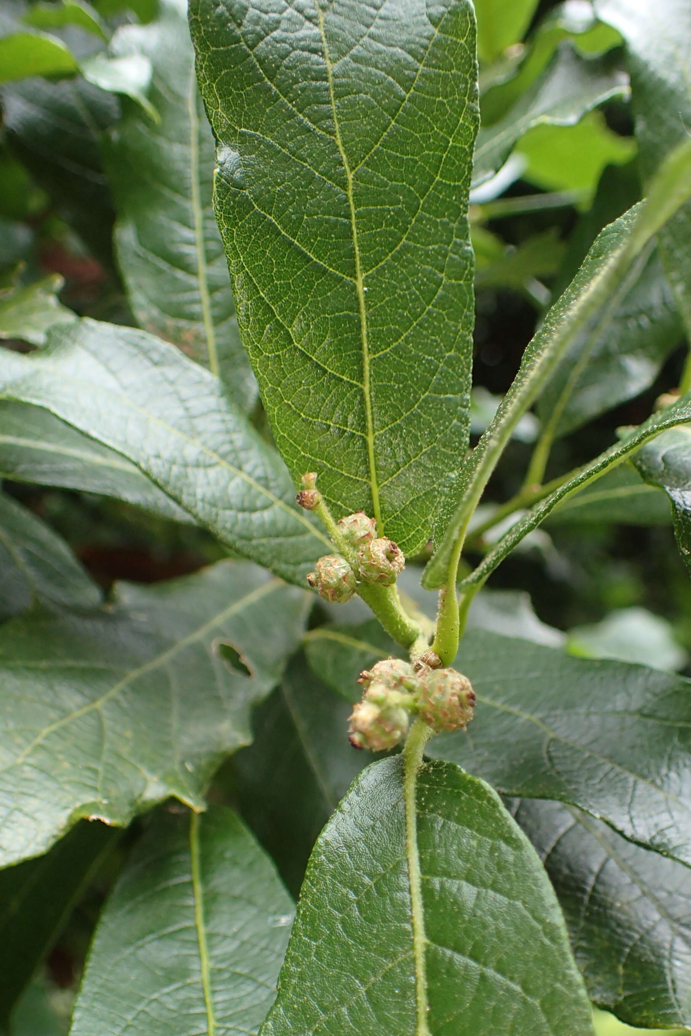 Слика од Quercus glabrescens Benth.