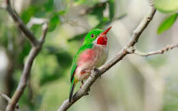 Image of Broad-billed Tody