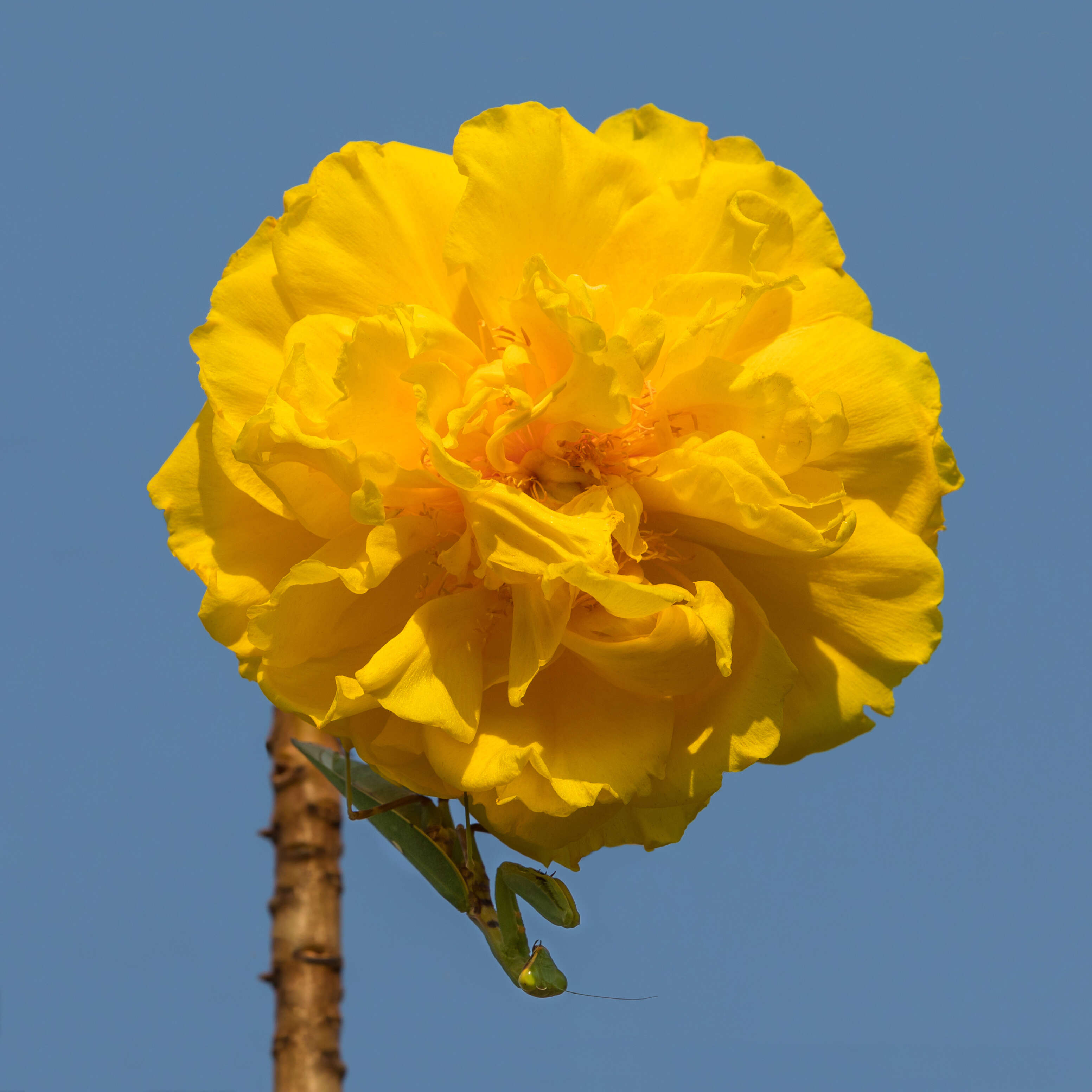 Imagem de Cochlospermum regium (Mart. & Schr.) Pilger