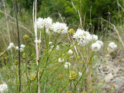 Image de Dalea multiflora (Nutt.) Shinners