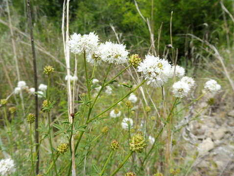 Image of roundhead prairie clover