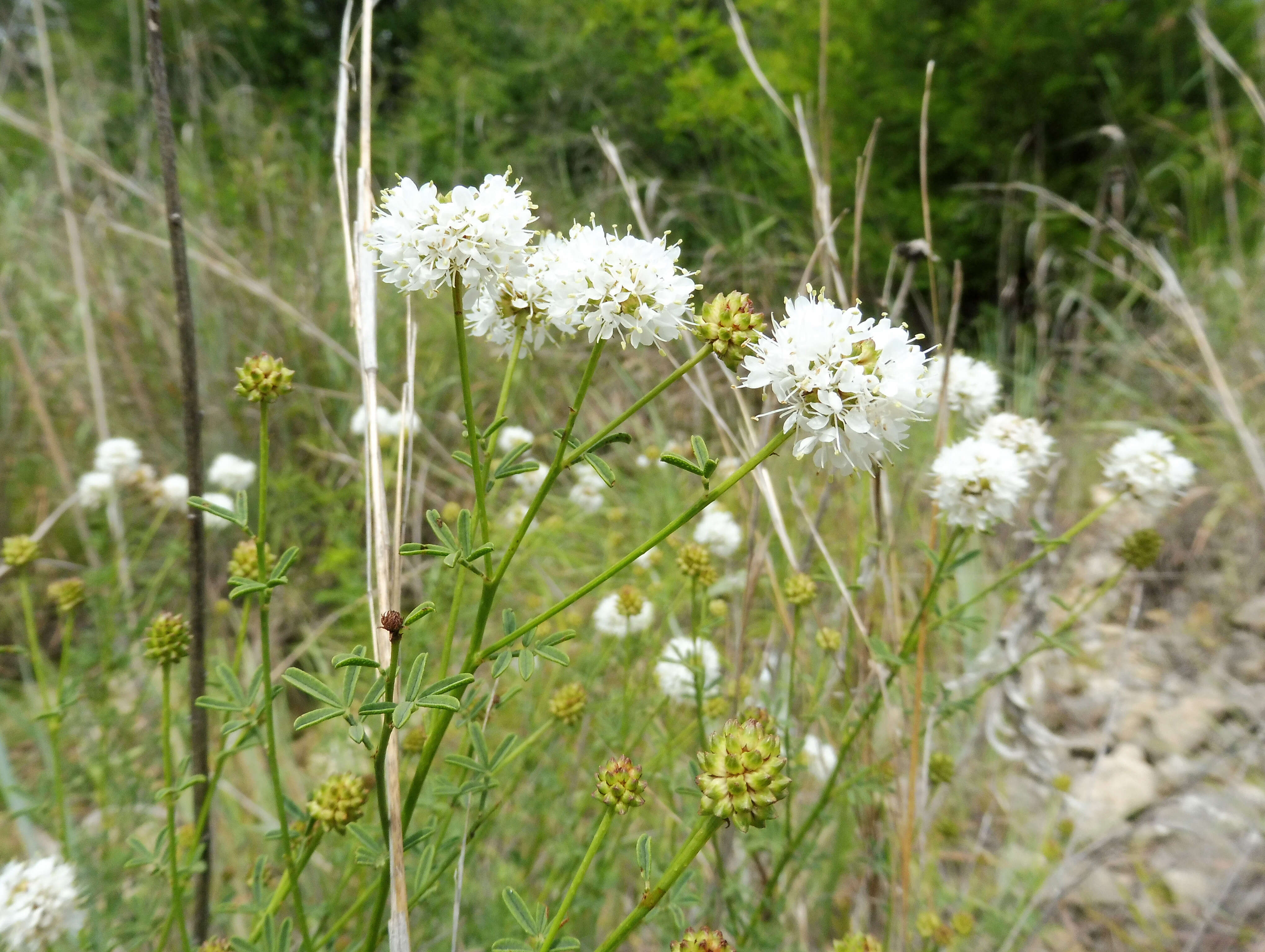 Image de Dalea multiflora (Nutt.) Shinners