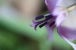 Image of Erythronium japonicum Decne.